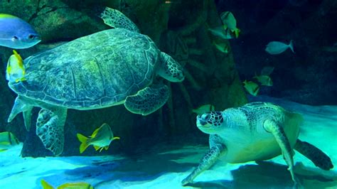 Vip Turtle Feeding Experience Sea Life Manchester Aquarium