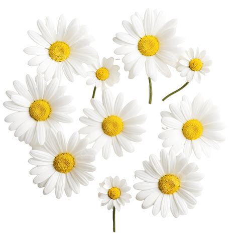 White Daisy Flowers Blooming In Spring Flat Objects Plants Png