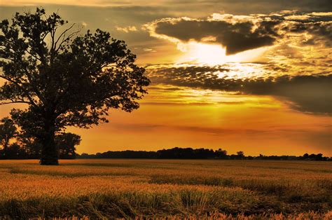 A Lone Tree Stands In The Middle Of A Field At Sunset