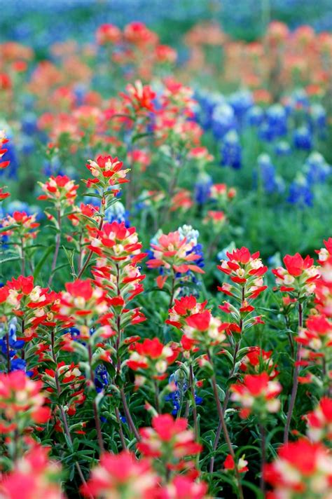 90 Best West Texas Wildflowers Images On Pinterest Wild Flowers