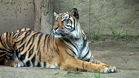 Sumatran Tiger Panthera Tigris Sondaica Close Up Portrait Native To
