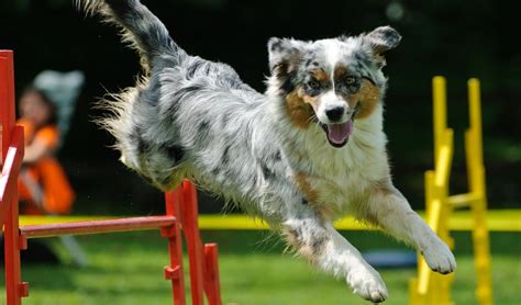 Dog Agility Competitions How To Start Science On Risks Pros And Cons