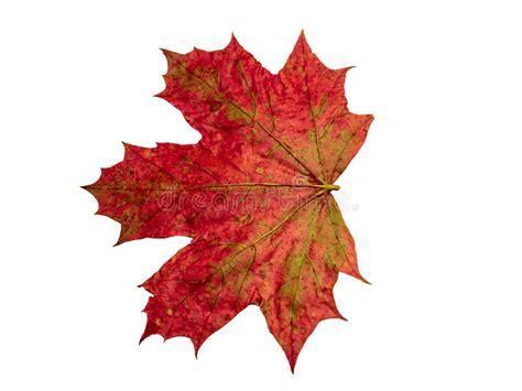 Autumn Maple Leaves Stock Image Image Of Gold Grape 196897475