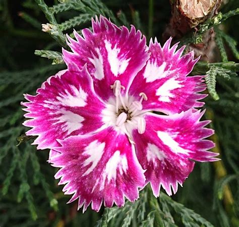 Dianthus Queen Of Sheba