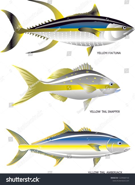 Vector Yellow Tail Fish Yellowfin Tuna เวกเตอร์สต็อก ปลอดค่าลิขสิทธิ์