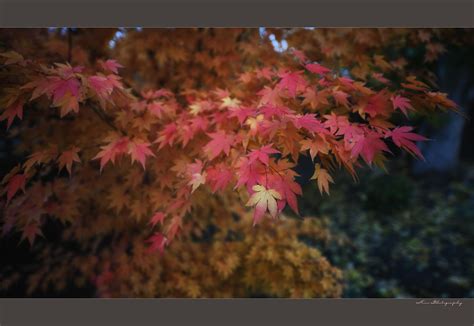 Japanese Maple In Autumnal Hues Oncenewatthis Flickr