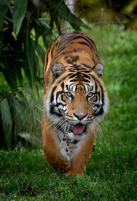 Tiger Miami Metro Zoo Yancabrera Flickr