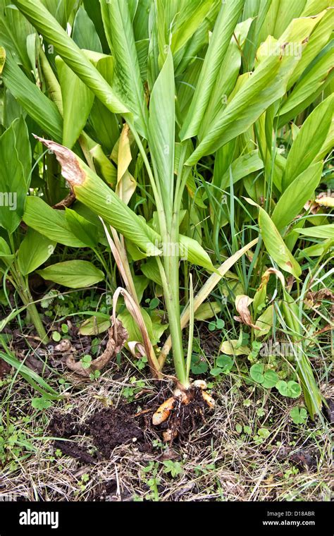 Curcuma Longa Plant