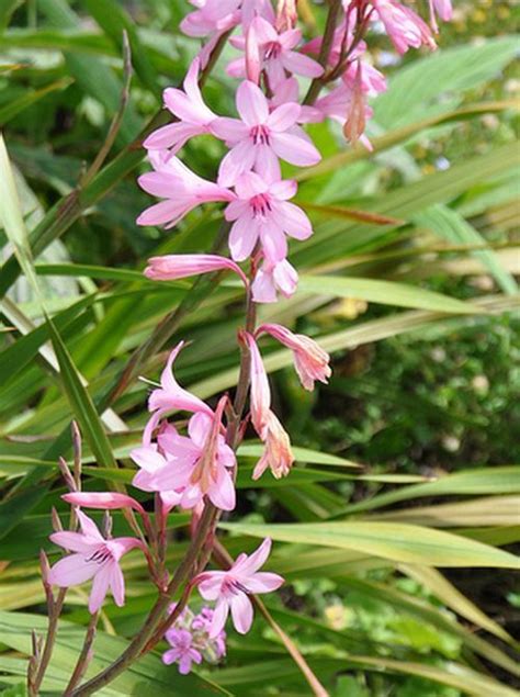 watsonia plants how to grow bugle lily plants growing seeds different plants