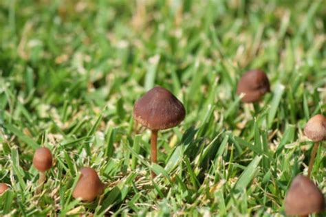 Why Mushrooms In Lawn Are A Good Thing Lush Lawn