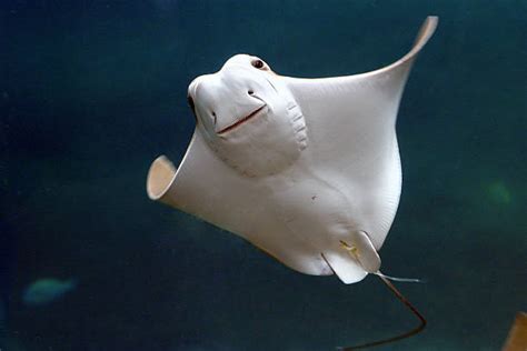 440 Smiling Stingray Stock Photos Pictures And Royalty Free Images Istock