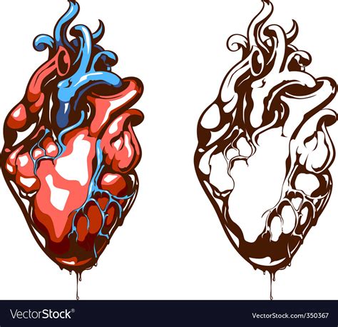 Anatomical Heart Royalty Free Vector Image Vectorstock