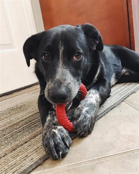 Blue Tick Heeler Black Lab Mix