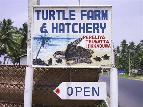 Turtle Hatchery Hikkaduwa Sri Lanka Top Tips Before You Go Tripadvisor