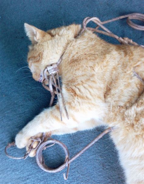 Cat Owner Wants Mount Airy To Ban Certain Traps Local News