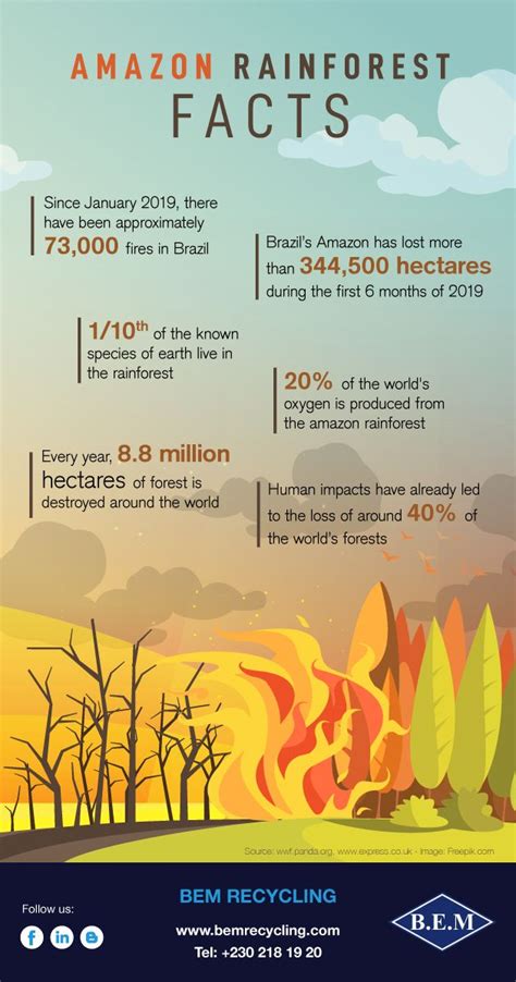 Infographic Facts And Figures About The Amazon Rainforest Bem