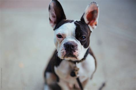 69 Pictures Of French Bulldog Boston Terrier Mix Image