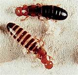 The Termite King Photos