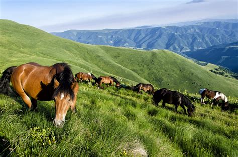 Stara Planina Travel Serbia Lonely Planet