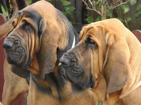 Bloodhound Puppies Dog Wallpaper Picture Cute And Funny Pet Wallpaper