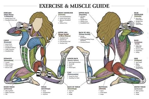 The muscular system has four main functions: women's muscle groups | Exercise Anatomy Chart Paper 11 x ...