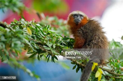 Dusky Titi Monkey High Res Stock Photo Getty Images