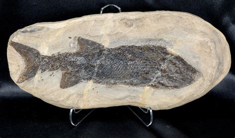Fossil Fish Tagged Permian Fossil Fish Chalk Hills Fossils