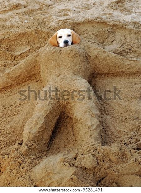 Head Dog Buried Sand Stock Photo Edit Now 95261491