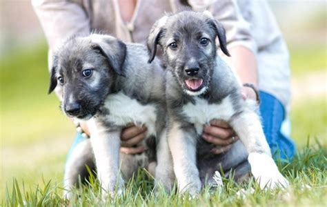 Cute Irish Wolfhound Puppies For Sale For Sale Adoption From Florida