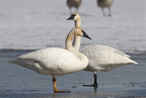 Trumpeter Swans Wildlife In Nature