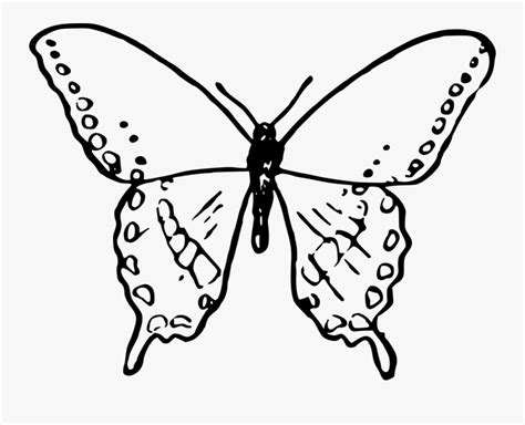 Kemudian anda bisa menghias sayapnya. Symmetry,moth,moths And Butterflies - Gambar Sketsa Kupu Kupu , Free Transparent Clipart ...