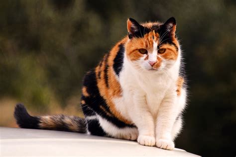 Dilute tortie and white small white areas with mingled Are Calico Cats Always Female And Sterile