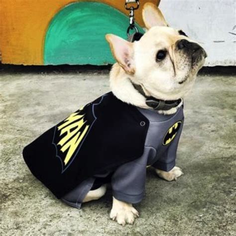 Or possibly know of this as a common issue? Super Hero Frenchie Costumes! Available in Superman ...