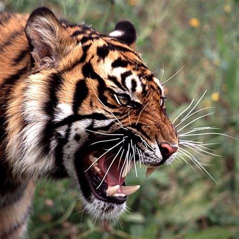 One Pic Angry Tiger Roar