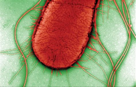 Escherichia Coli O157 The Lancet