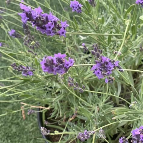 Lavandula Intermedia Phenomenal Phenomenal Lavender Western Star