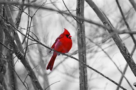 A Virginia Cardinal Enjoying A Fresh Snowfall In Roanoke Va Photo By