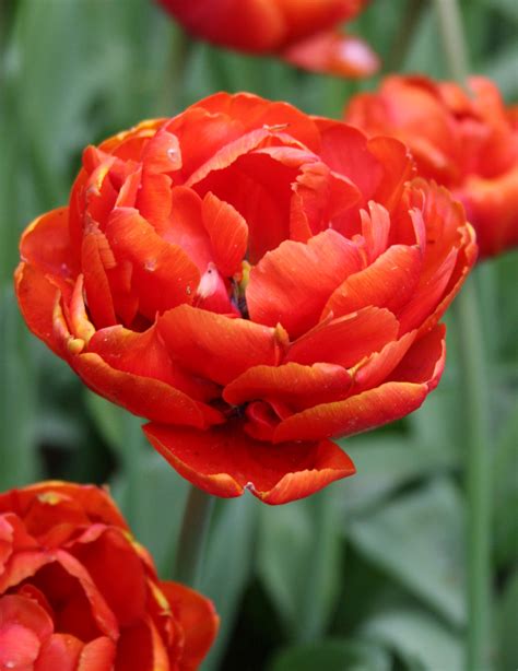 Monarch Double Tulip Holland Bulb Farms 88348