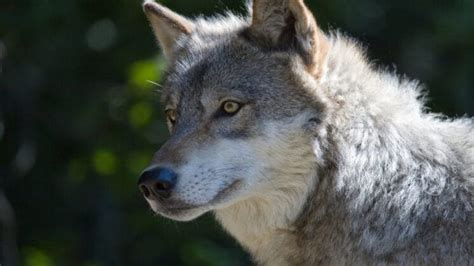 Gray Wolf Listing Reinstated Under Endangered Species Act The
