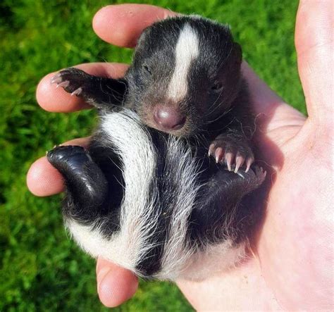 Our Tiny Little Skunk Baby What Would You Name Her Ifttt2fcfehg