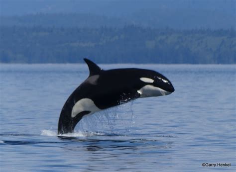 Many Transient Orca And An Appearance By Southern Resident Orca
