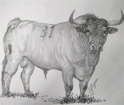 Pin By Edwin Sagurton On Bulls Bull Art Bull Drawings Animal