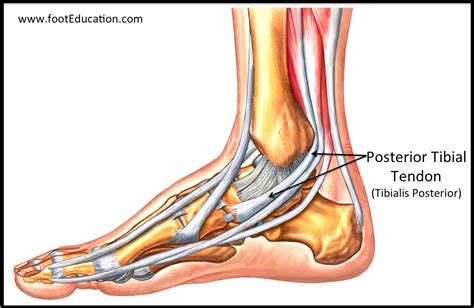 Anatomy Of The Foot And Ankle Orthopaedia Vrogue Co