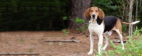 The english coonhound was originally bred for hunting. American English Coonhound - Dog Breed Health, History, Appearance, Temperament, and Maintenance