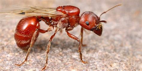 Termites Vs Harvester Ants Learn The Difference Between These Insects