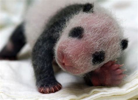 Fotos Do Filhote De Panda Com Um Mês De Vida