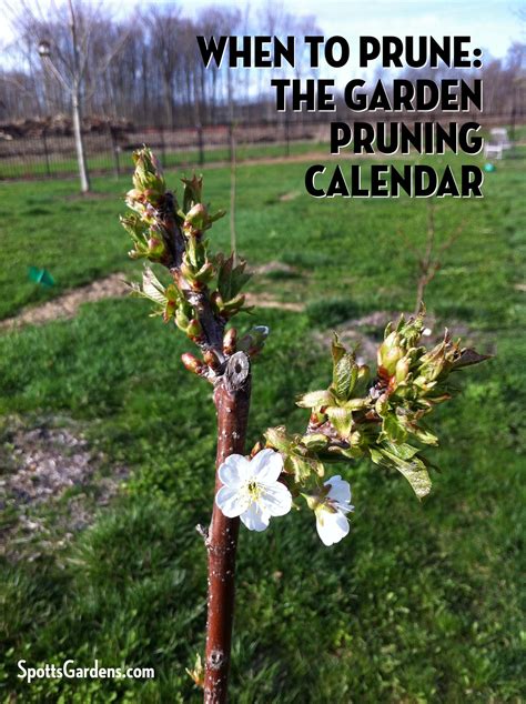 When To Prune Garden Pruning Calendar Spotts Garden Service