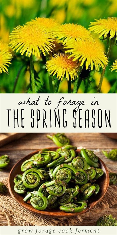 What To Forage In Spring 20 Edible And Medicinal Plants And Fungi