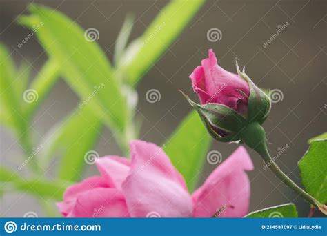 Pink Rosebud Stock Image Image Of Green Wallpaper 214581097