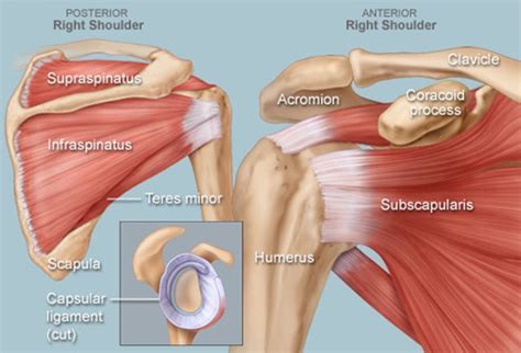 Approach To Traumatic Shoulder Pain Core Em